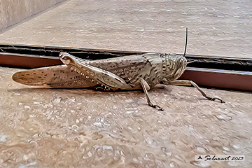 Locusta egiziana; Anacridium aegyptium