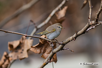 Luì bianco; Phylloscopus bonelli