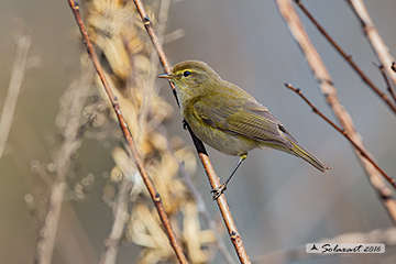 Iberian chiffchaff, Luì iberico