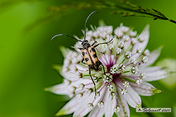 Pachytodes cerambiciformis