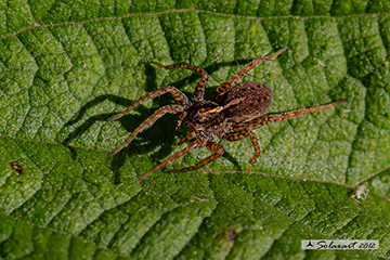 Pardosa proxima