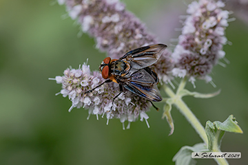 Phania hemiptera