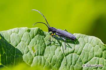 Phytoecia cylindrica