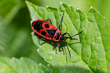 Pyrrhocoris apterus