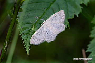 Scopula immutata