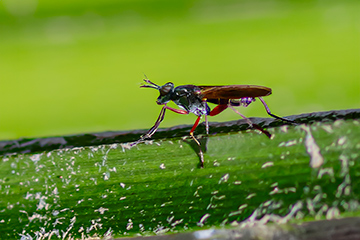 Sepedon sphegea