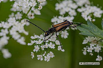 Stenurella melanura