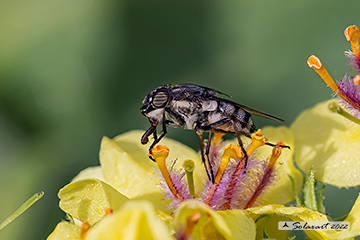 Stomorrina lunata