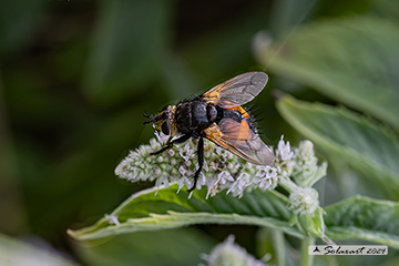 Tachina magnicornis