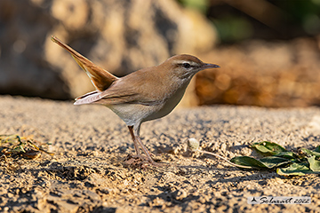 Usignolo d'Africa (Cercotrichas galactotes)