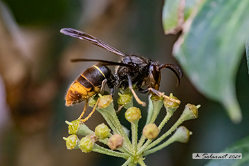 Vespa velutina nigrithorax