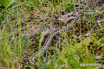 Vipera berus; Marasso