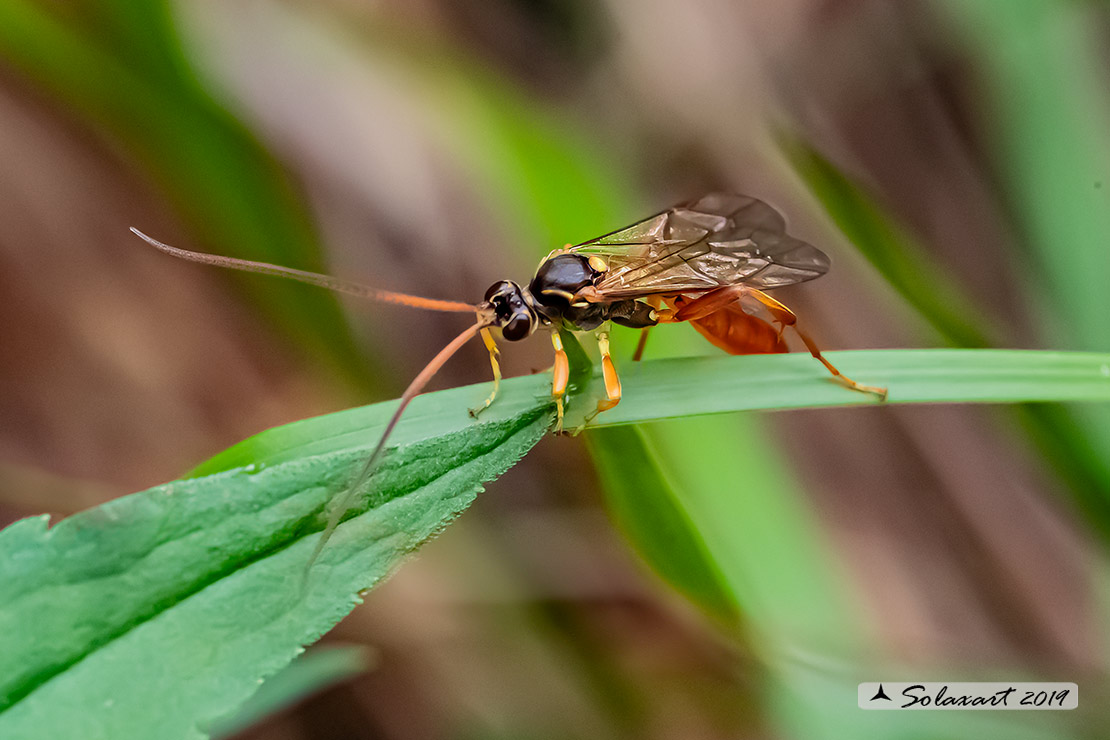 Amblyjoppa fuscipennis