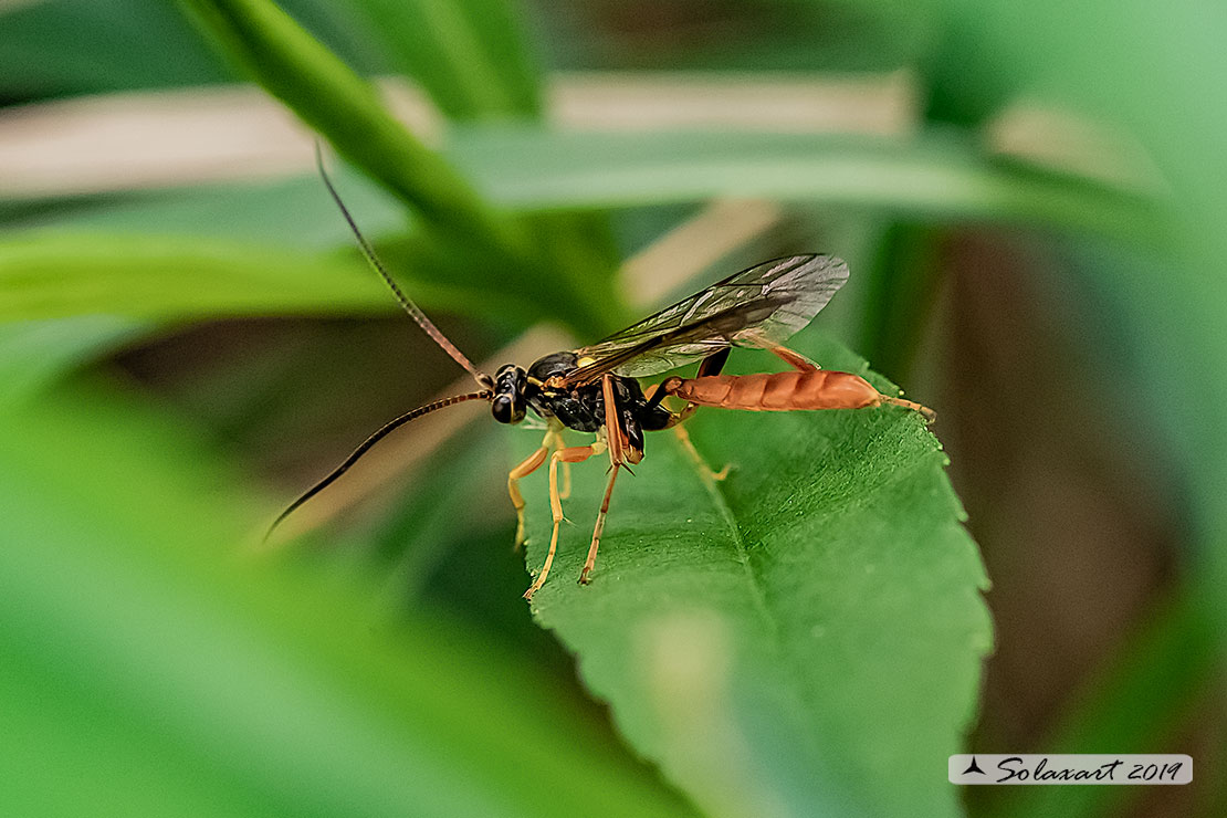 Amblyjoppa fuscipennis