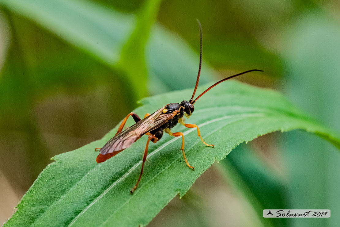 Amblyjoppa fuscipennis