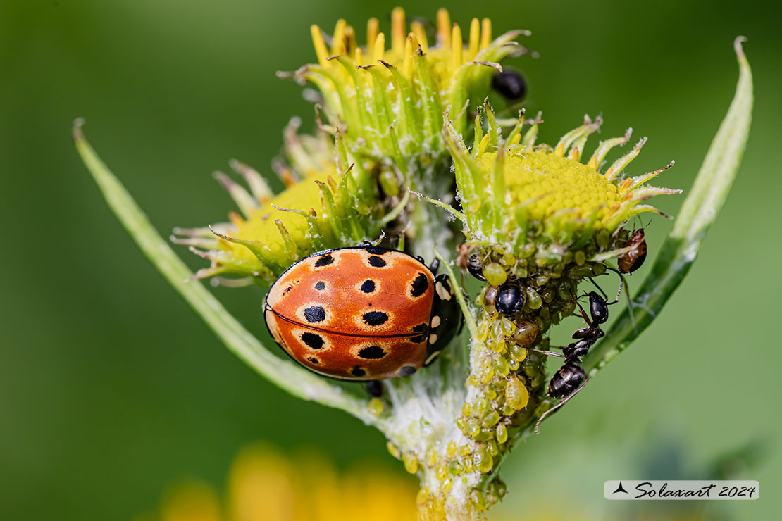 Anatis ocellata -  Coccinella  - Eyed ladybug