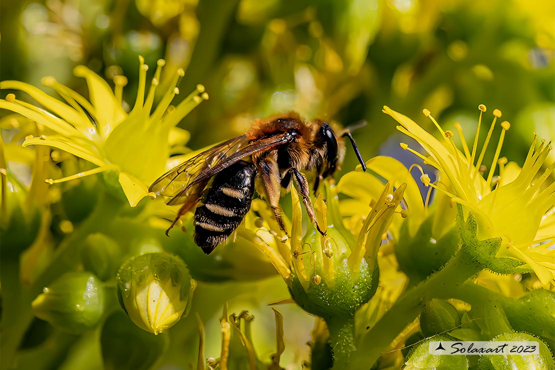 Andrena taeniandrena;  Mining Bee