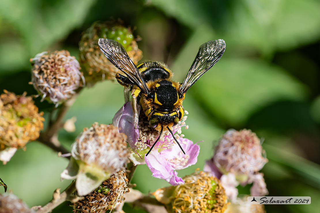 Anthidium florentinum :   European wool carder bee