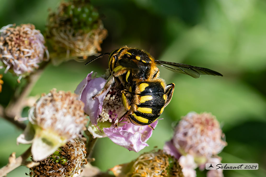 Anthidium florentinum :   European wool carder bee