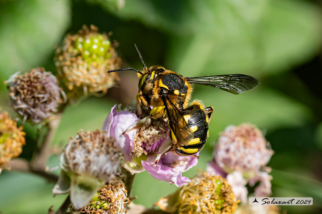 Anthidium florentinum :   European wool carder bee