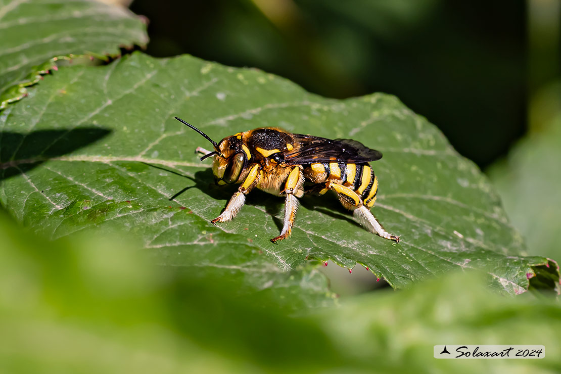 Anthidium florentinum :   European wool carder bee