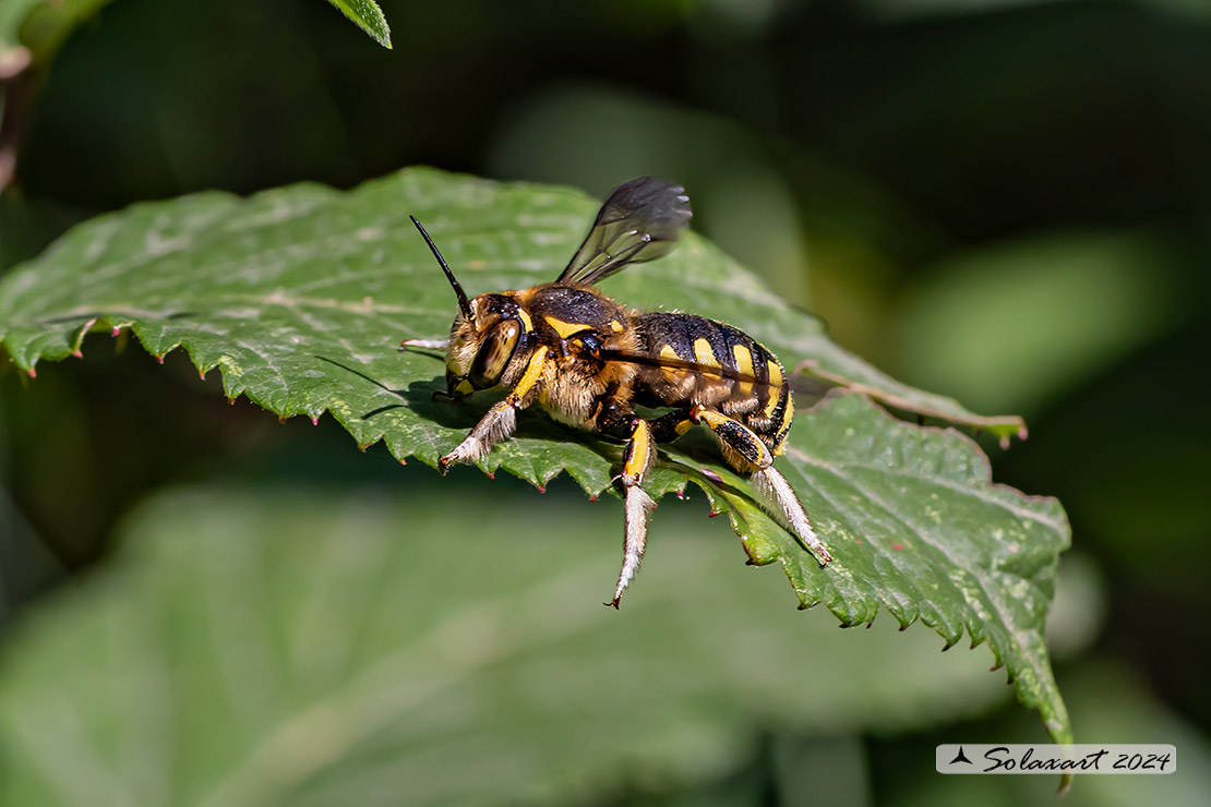 Anthidium florentinum :   European wool carder bee