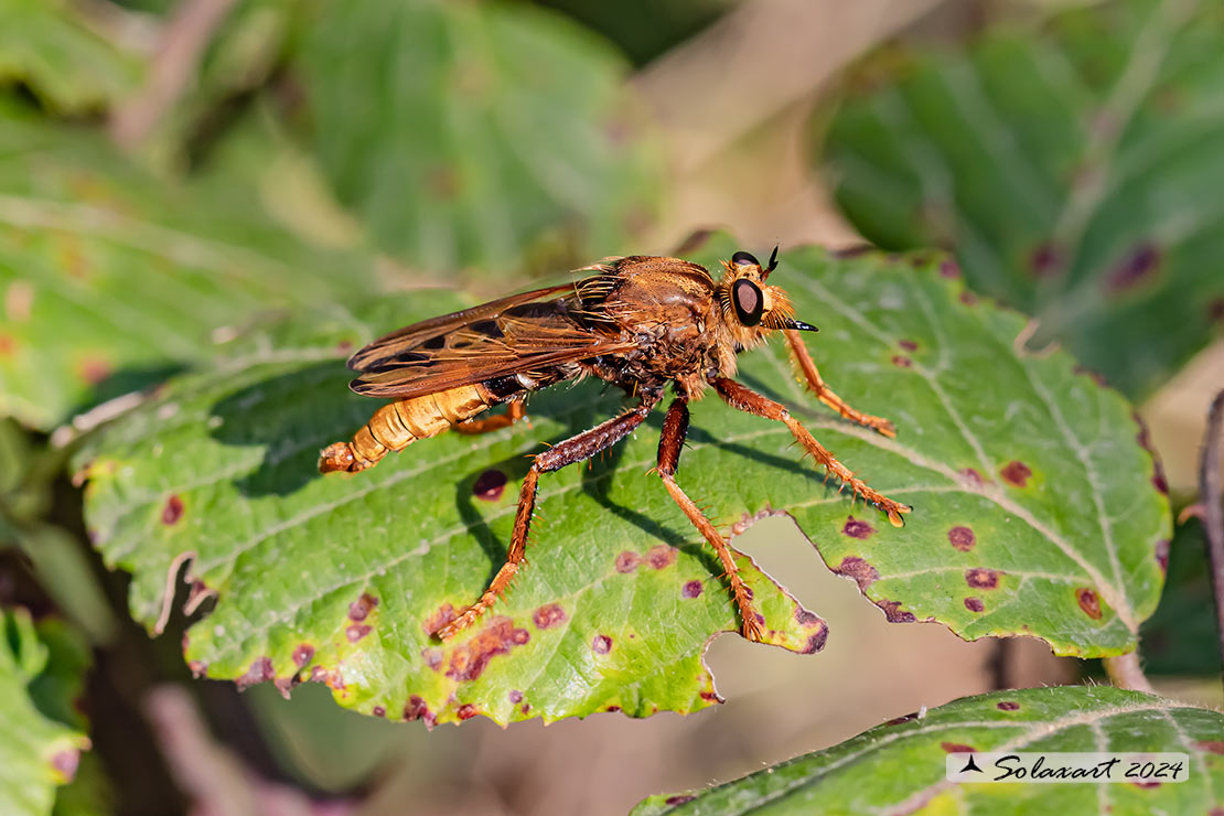 Asilus crabroniformis