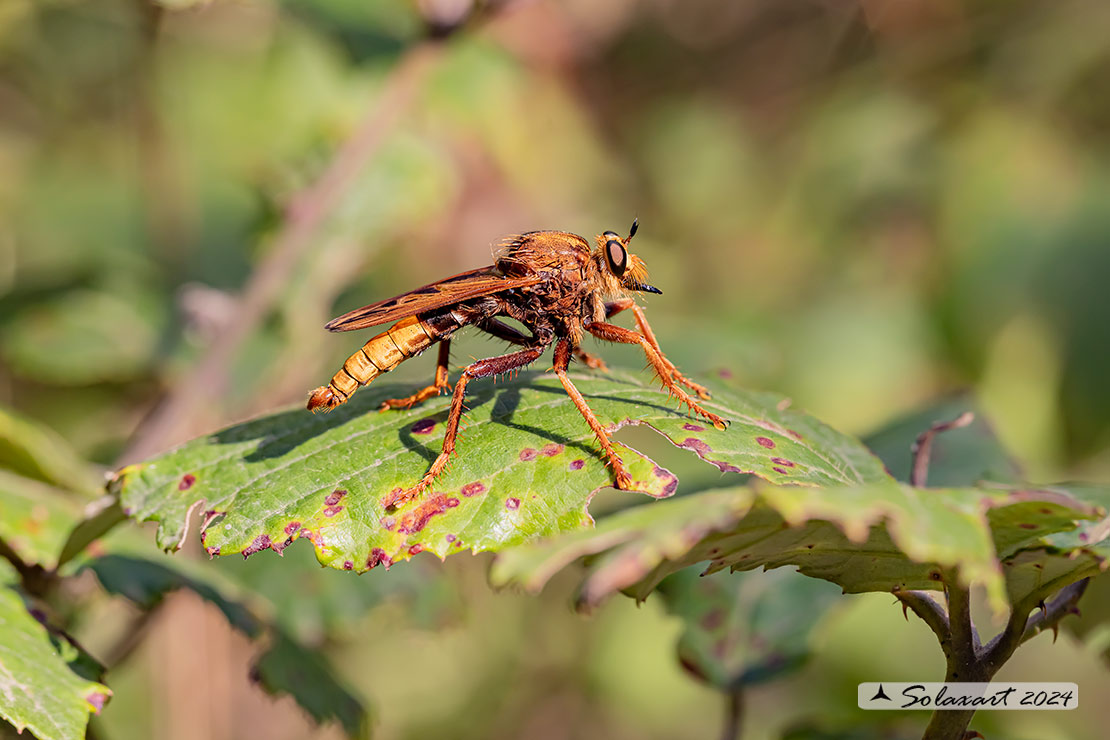 Asilus crabroniformis