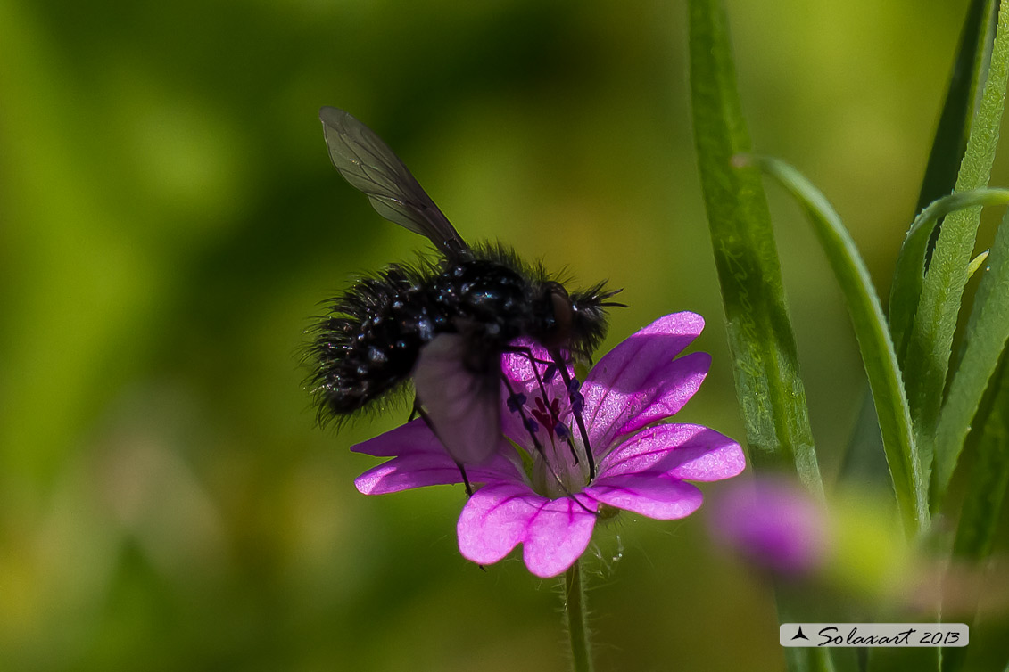 Bombylella atra - bee fly