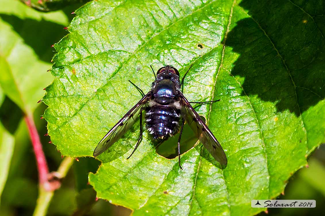 Bombylella atra - bee fly