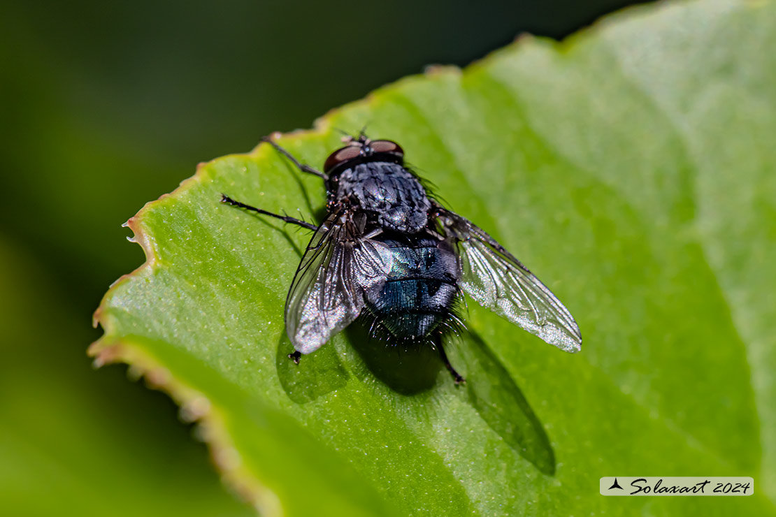 Calliphora vicina