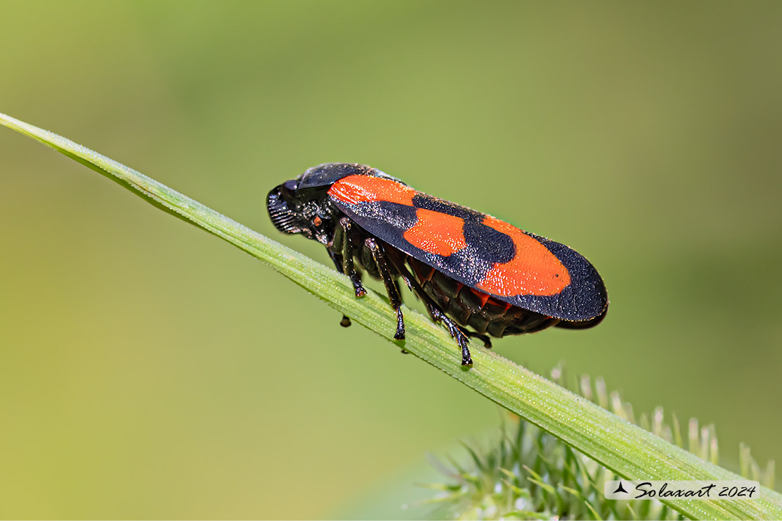 Cercopis vulnerata