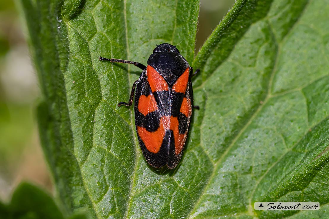 Cercopis vulnerata