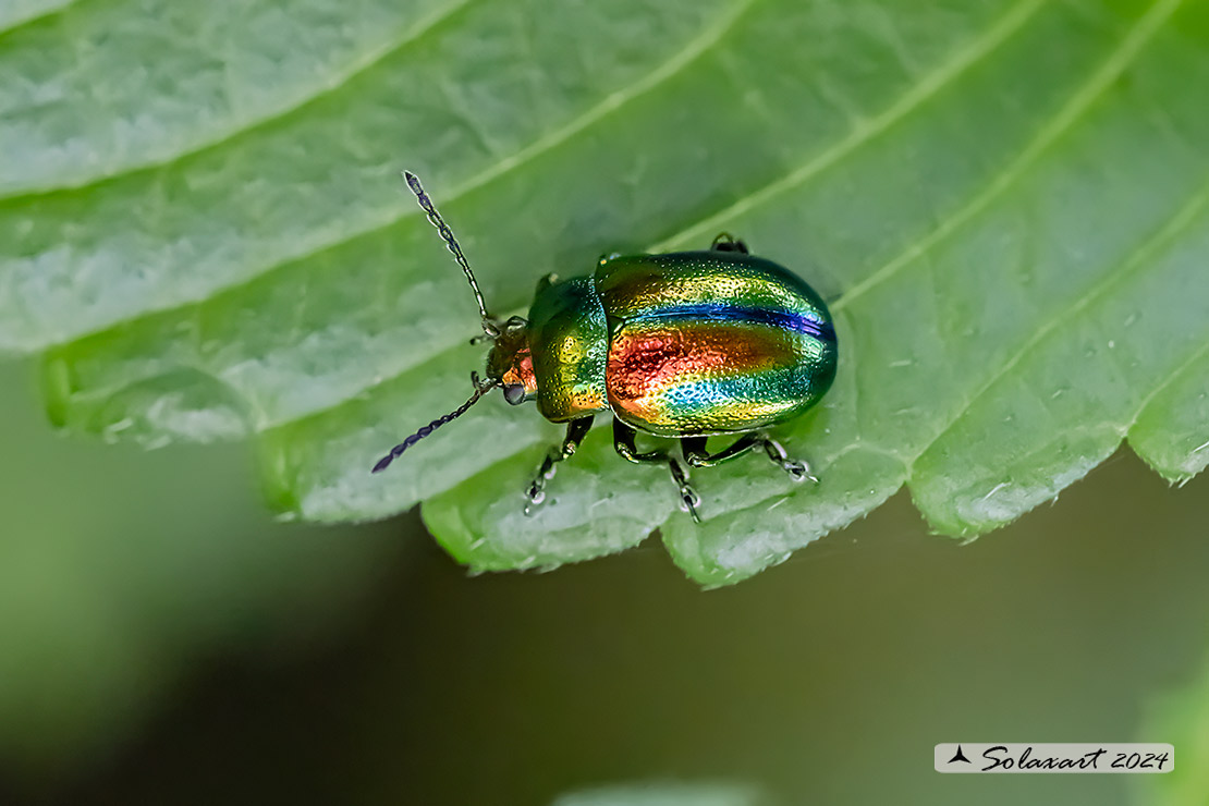 Chrysolina fastuosa - Dead-nettle Leaf Beetle