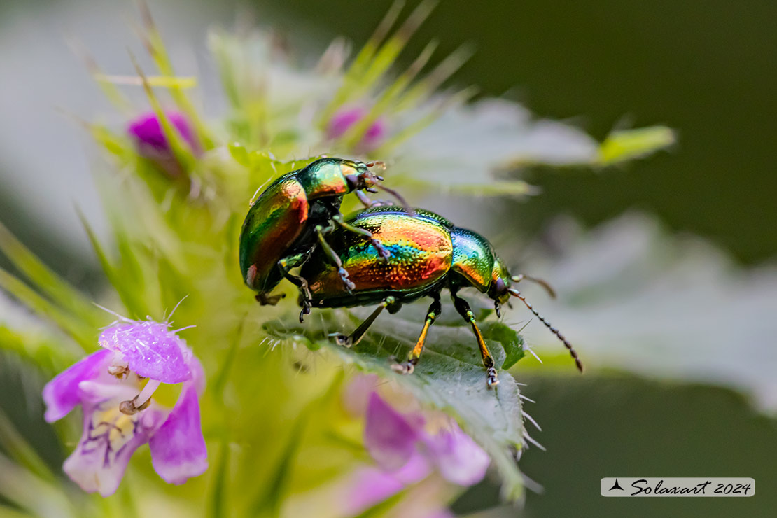 Chrysolina fastuosa - Dead-nettle Leaf Beetle