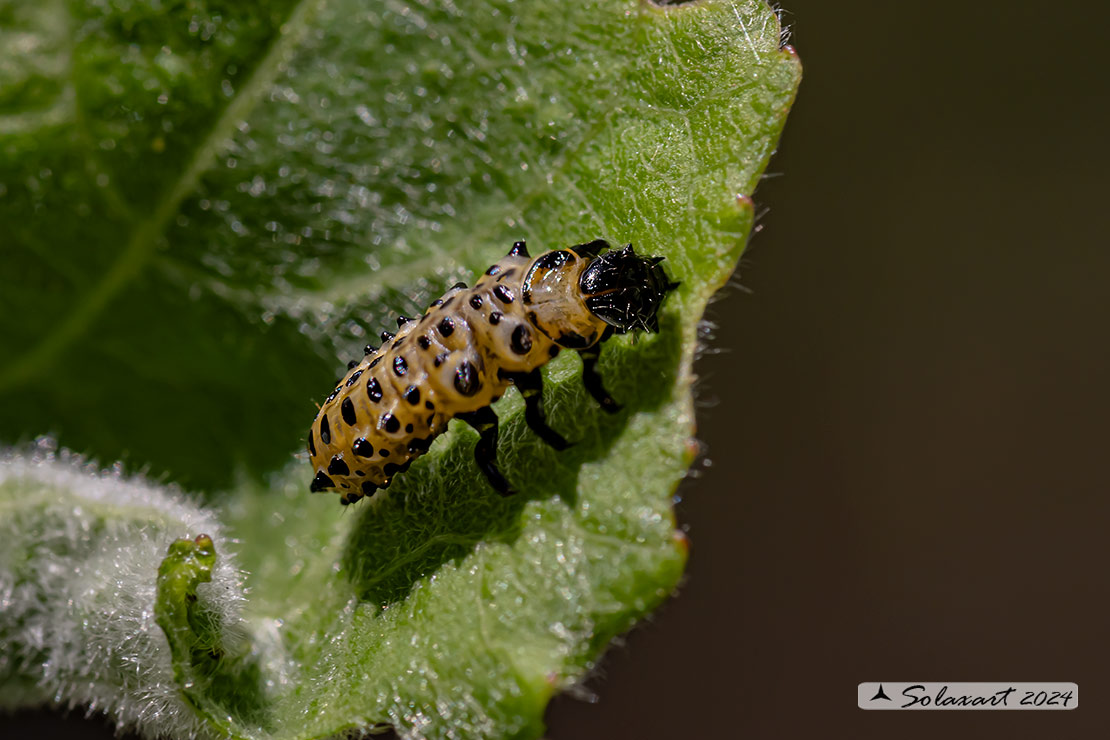 Chrysomela populi: Crisomela del pioppo; Red Poplar Leaf Beetle