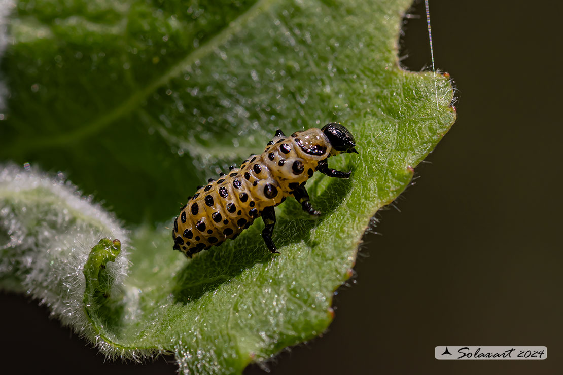 Chrysomela populi: Crisomela del pioppo; Red Poplar Leaf Beetle