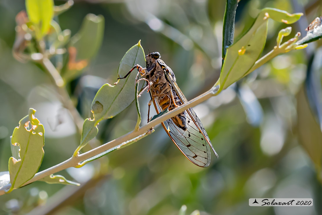 Cicada orni :   Cicala del frassino  ;  Cicada 