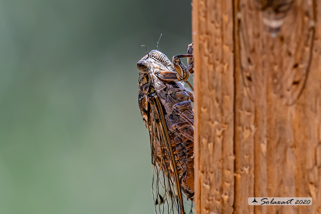 Cicada orni :   Cicala del frassino  ;  Cicada 