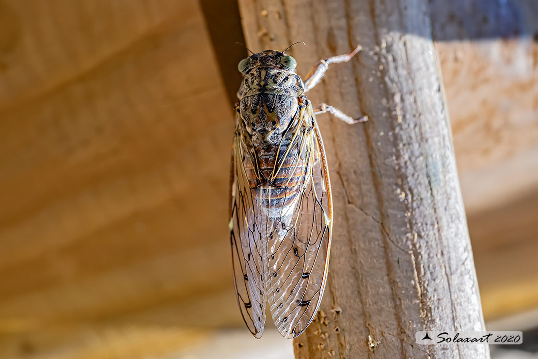 Cicada orni :   Cicala del frassino  ;  Cicada 