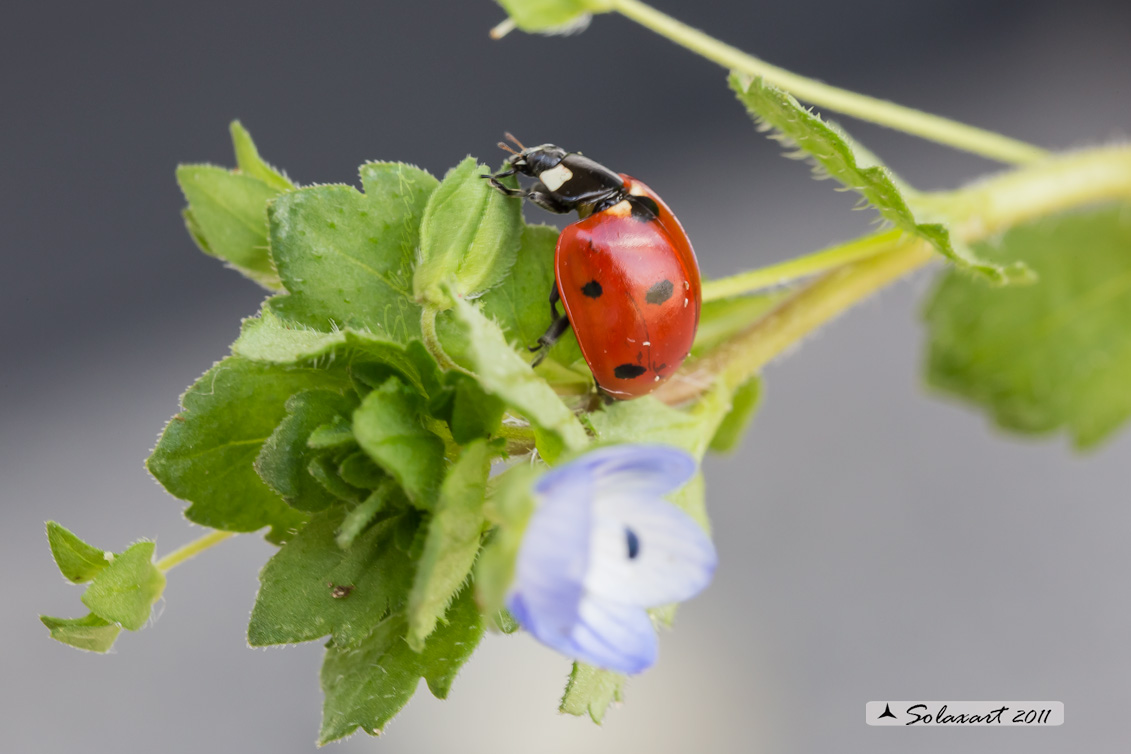Coccinella septempunctata -  Coccinella  - seven-spot ladybird or ladybug