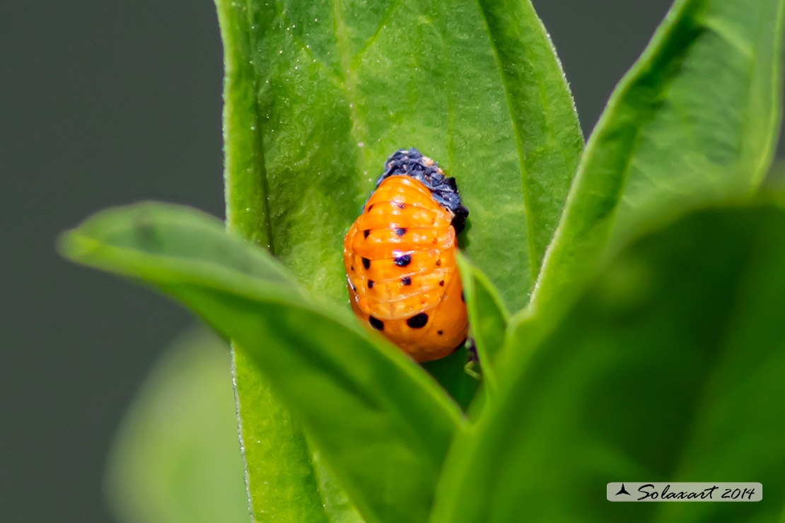 Coccinella septempunctata -  Coccinella  - seven-spot ladybird or ladybug