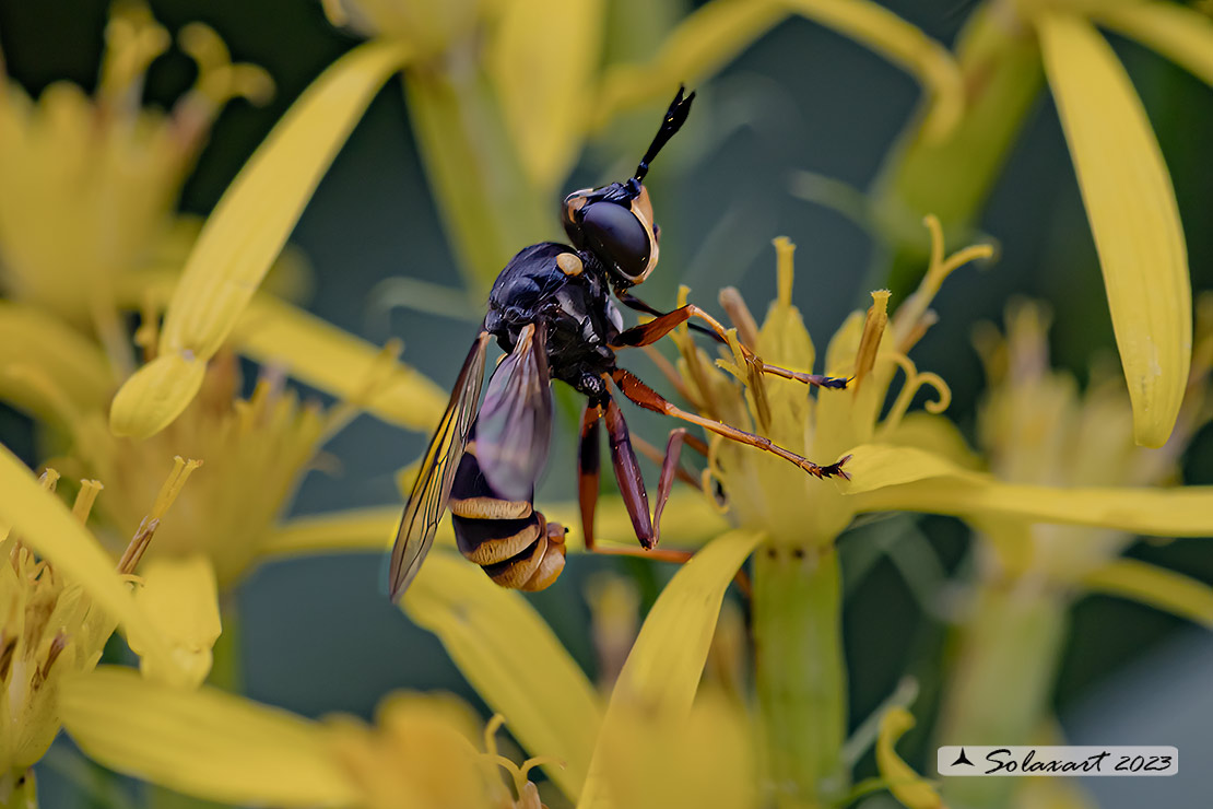 Conops cfr flavipes 