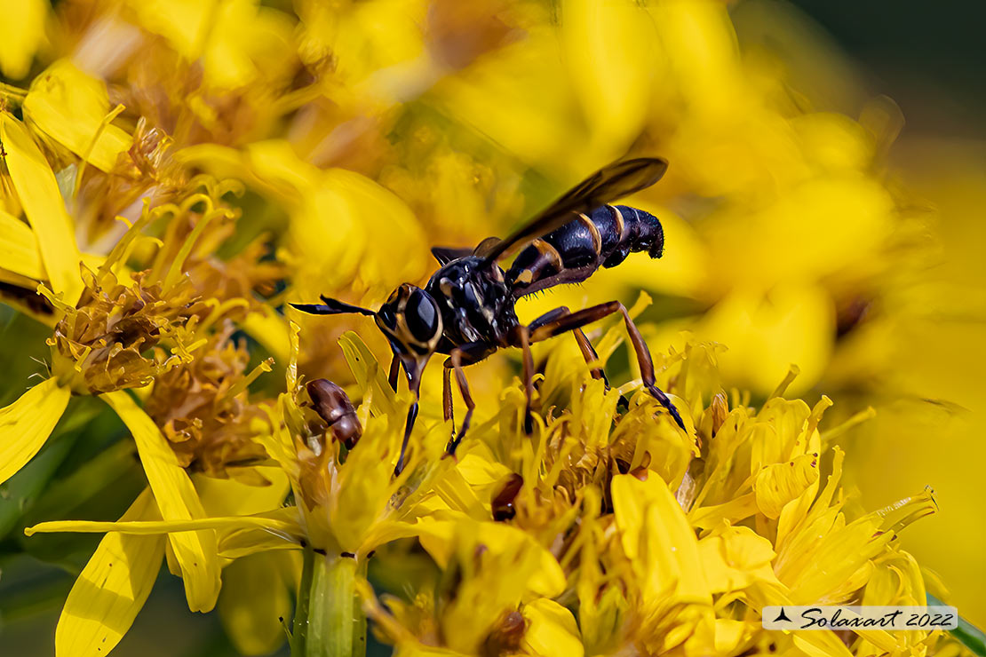 Conops cfr versicularis 