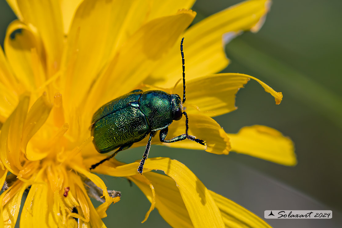 Cryptocephalus aureolus:   