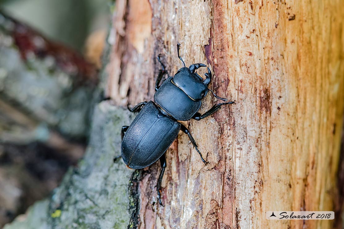 Dorcus parallelipipedus; lesser stag beetle