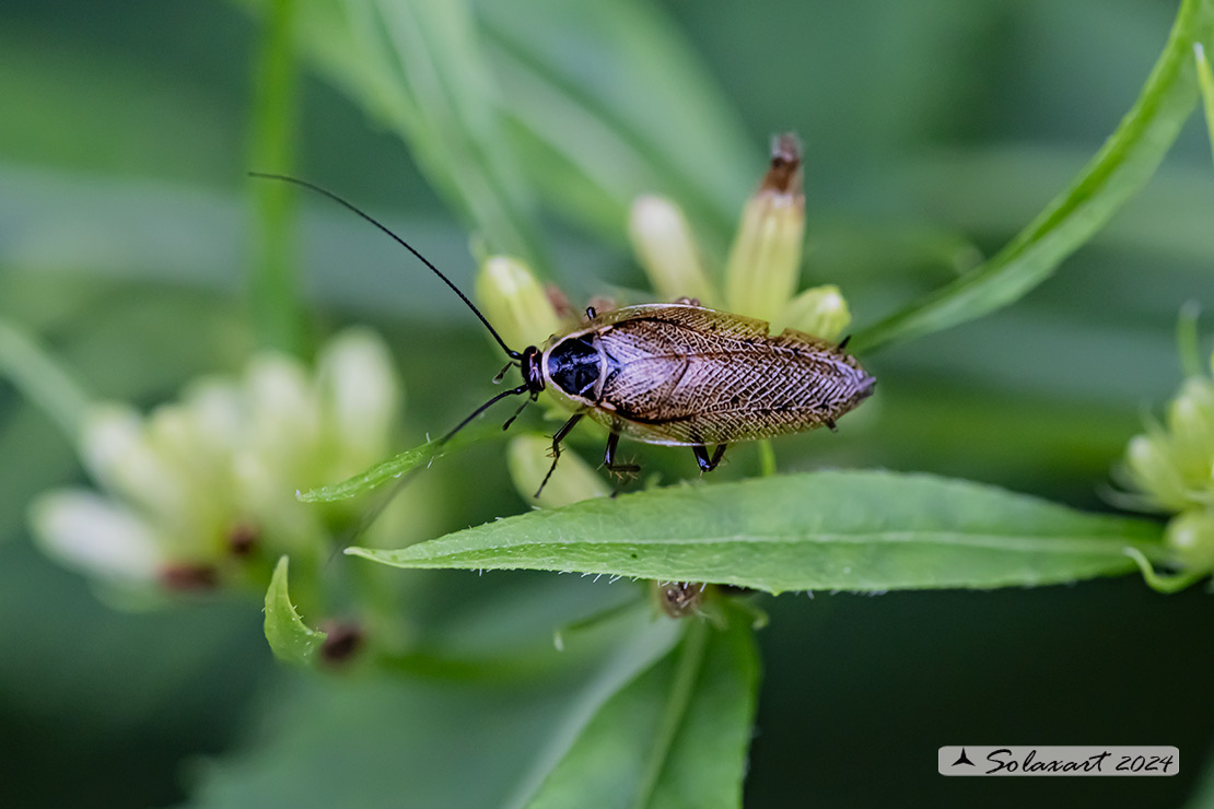 Ectobius sylvestris