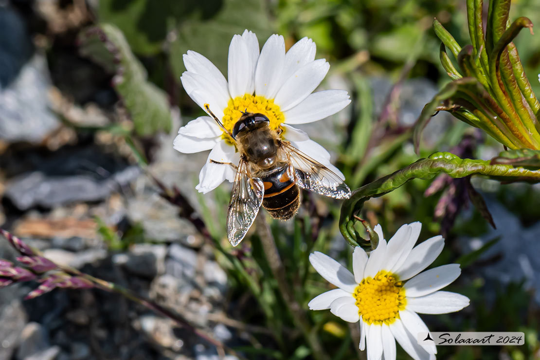 Eristalis Tenax