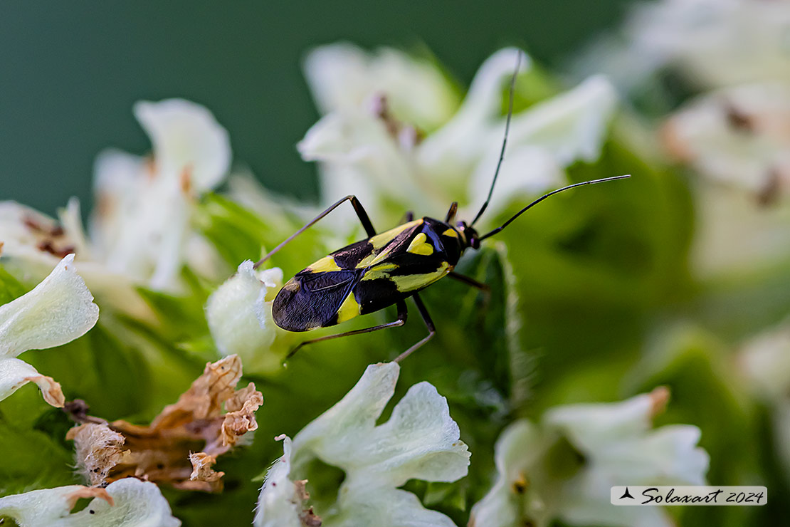 Grypocoris sexguttatus