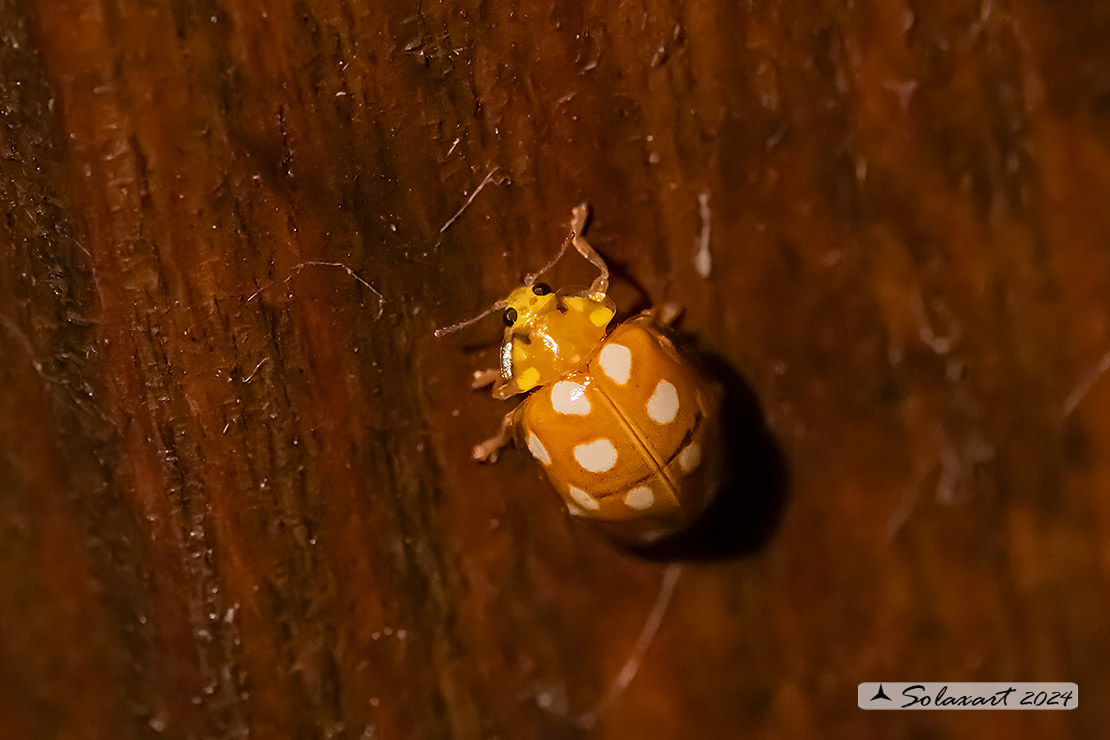 Halyzia sedecimguttata -  Coccinella  - Orange ladybird